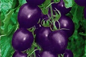20 semínek - fialové rajče a poštovné ZDARMA!