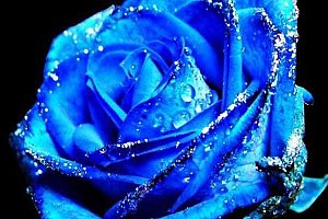 Modrá růže - 50 semínek a poštovné ZDARMA!