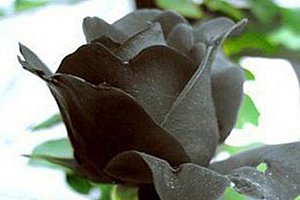20 semínek černé růže a poštovné ZDARMA!