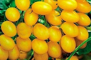 20 semínek - žluté rajče hruškovitého tvaru a poštovné ZDARMA!