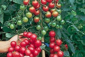 Cherry rajčátka - balení 30 semínek a poštovné ZDARMA!