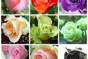 100 kusů semínek růže, mix barev a poštovné ZDARMA!