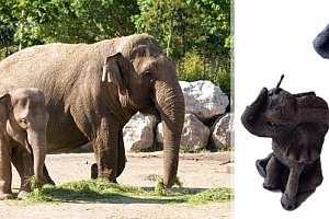 Svíčka slon z kvalitního vosku, ve tvaru sedícího slona vyvedená v jemných detailech.