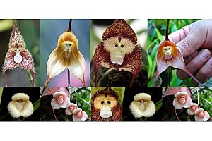 Orchideje s opičí tváří 20 semínek