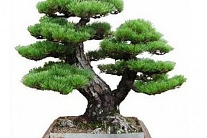 Japonská Pine Tree Bonsai 1 semínko!