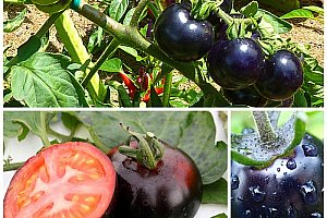Semena černých rajčat - 200 semen a poštovné ZDARMA!