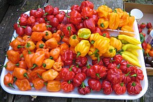Semena vzácných odrůd chilli papriček - 200 ks a poštovné ZDARMA!