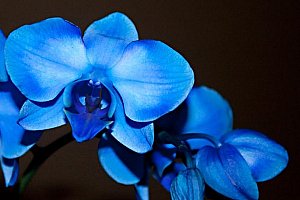 Modrá orchidej - 100 kusů a poštovné ZDARMA!