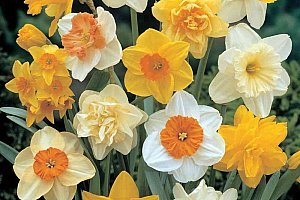 Narcis - různé druhy - 100 ks semen a poštovné ZDARMA!