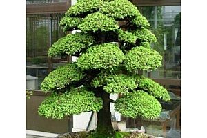 Semena japonského cedru ve stylu bonsai - 100 ks a poštovné ZDARMA!