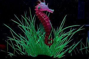Svítící mořský koník do akvária - 3 barvy a poštovné ZDARMA!