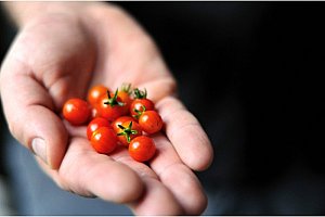 Semena sladkých miniaturních cherry rajčat - 200 ks a poštovné ZDARMA!