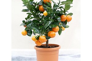 Semena pomerančovníku ve stylu bonsai - 20 ks a poštovné ZDARMA!