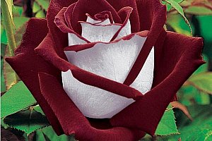 Semena vzácných odrůd růže - 100 ks a poštovné ZDARMA!
