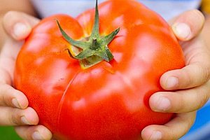 Semena obřích rajčat - 200 semen a poštovné ZDARMA!