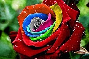 Semena duhové růže - 200 kusů a poštovné ZDARMA!