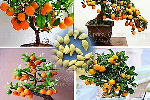 Citrusové bonsaje - 50 ks semen a poštovné ZDARMA!