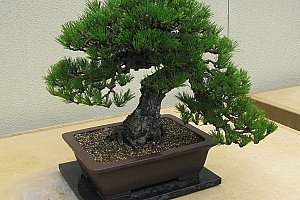 Semena japonské borovice ve stylu bonsai - 30 ks a poštovné ZDARMA!