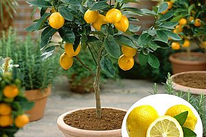 50 ks semínek citronovníku a poštovné ZDARMA!