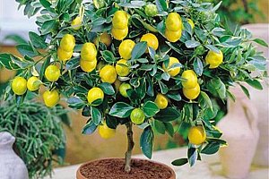 Semena citrusové bonsaje - 20 kusů a poštovné ZDARMA!