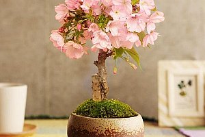 Semena vzácné bonsaje Sakury - 10 kusů a poštovné ZDARMA!
