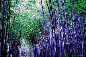 Semena čínského bambusu - 20 ks a poštovné ZDARMA!