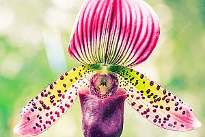 Semínka vzácných orchideí - různé druhy a poštovné ZDARMA!
