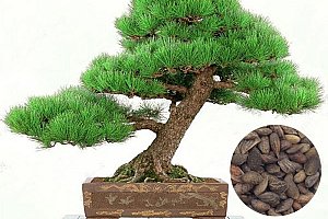 Semínka japonské borovice černé - 50 kusů a poštovné ZDARMA!
