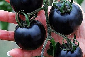 Černé rajče - 200 ks semínek a poštovné ZDARMA!