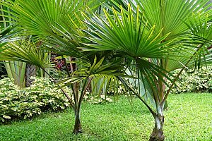 Semena čínské palmy - 5 kusů a poštovné ZDARMA!