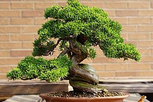Semínka americké bonsaie - 50 kusů a poštovné ZDARMA!