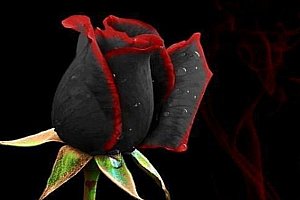 Černá růže s červenou hranou - 100 ks semínek a poštovné ZDARMA!