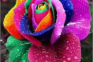 Vícebarevná růže - 100 semínek a poštovné ZDARMA!