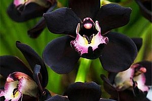 Černá orchidej - 100 ks semínek a poštovné ZDARMA!