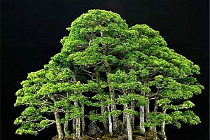 20 semínek bonsaie juniper a poštovné ZDARMA!