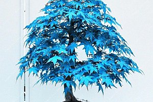 Semena modrého japonského javoru - 20 ks a poštovné ZDARMA!