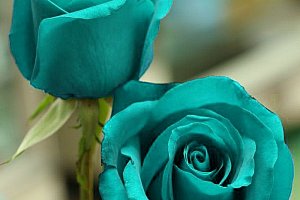 Semena unikátní modré růže - 200 ks a poštovné ZDARMA!