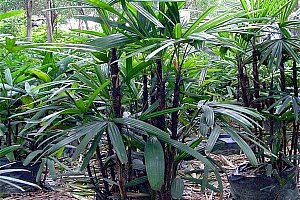 Bambusová palma - 20 ks semínek a poštovné ZDARMA!