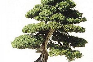 Semena himalájského cedru ve stylu bonsai - 20 ks a poštovné ZDARMA!
