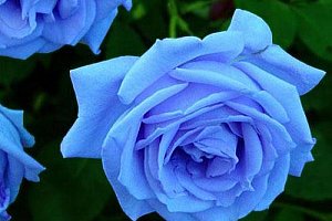 Semena modré růže - 100 kusů a poštovné ZDARMA!