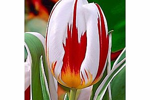 Semena tulipánu s červeno-bílým květem - 100 kusů a poštovné ZDARMA!