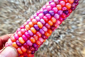Semínka barevné kukuřice - 20 kusů a poštovné ZDARMA!