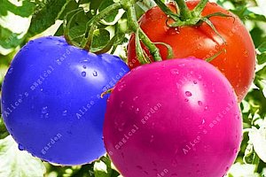 Semínka barevných rajčat - 100 kusů a poštovné ZDARMA!