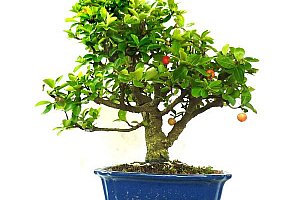 Semena bonsaje s třešněmi (20 kusů) - různé druhy a poštovné ZDARMA!