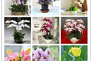 Semínka orchideje - mix barev - 100 kusů a poštovné ZDARMA!
