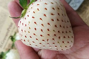 Semínka bílé jahody - 500 kusů a poštovné ZDARMA!