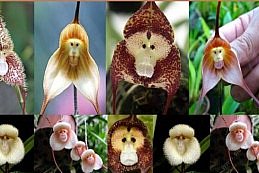 20 semínek orchideje s opičí tváří