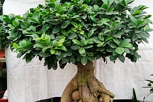 100 semen mini čínské bonsaie a poštovné ZDARMA!
