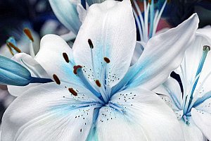 Semena modré lilie - 50 kusů a poštovné ZDARMA!
