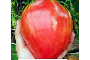 Semena velkých rajčat - 100 kusů a poštovné ZDARMA!